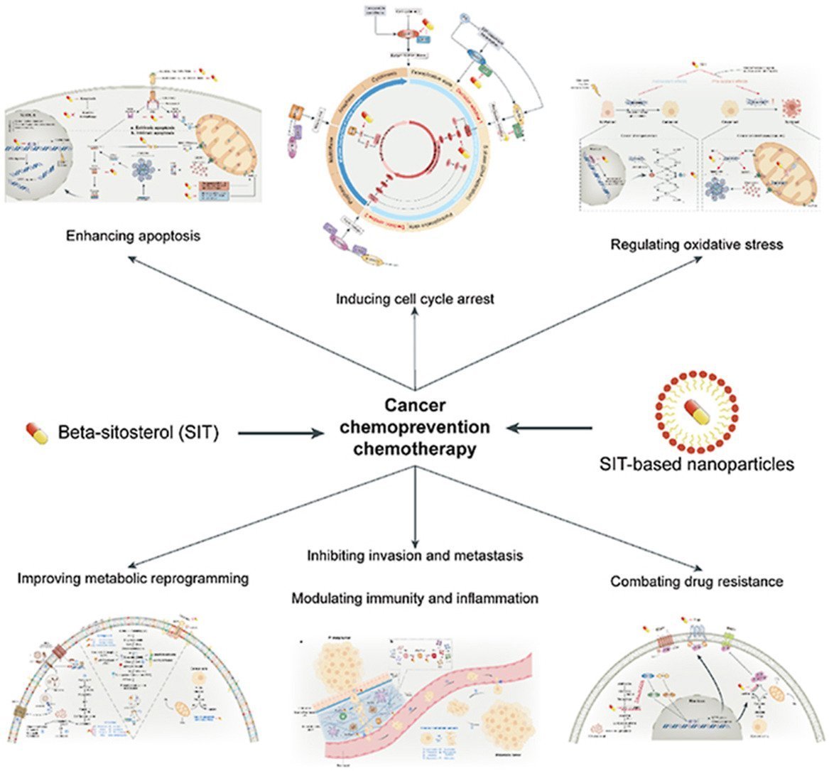 Växtsteroler - Beta - Sitosterol - Uno Vita AS