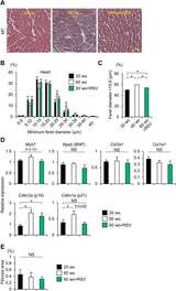 Purovitalis Liposomal Resveratrol (Date: 01.2026) - Uno Vita AS