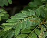 River of Life Vortex Water Revitalizer (1 tum) – Hela huset - Uno Vita AS