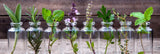 Varias botellas de vidrio de hierbas frescas, como romero, menta, albahaca y perejil.