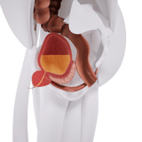 Uno Vitas EM-stol Mini bäckenbottenstimulering - Uno Vita AS