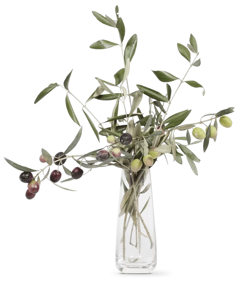 OLIVIE Anti-Age – Die ultimative organische Anti-Aging-Lösung