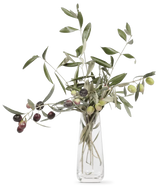 OLIVIE Anti-Age – Die ultimative organische Anti-Aging-Lösung