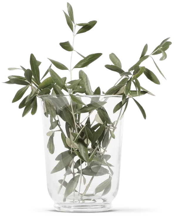 OLIVIE DERMAPSORIA - Combattez le Psoriasis et l'Eczéma NATURELLEMENT !