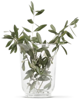 OLIVIE DERMAPSORIA - Combattez le Psoriasis et l'Eczéma NATURELLEMENT !